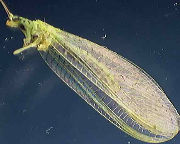 Dichochrysa ventralis